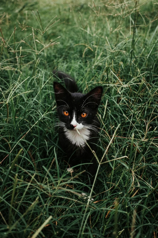 a black and white cat sits in the tall grass