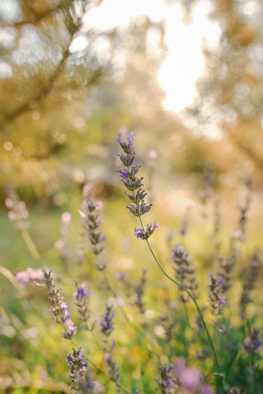 lavender flowers in the middle of a field