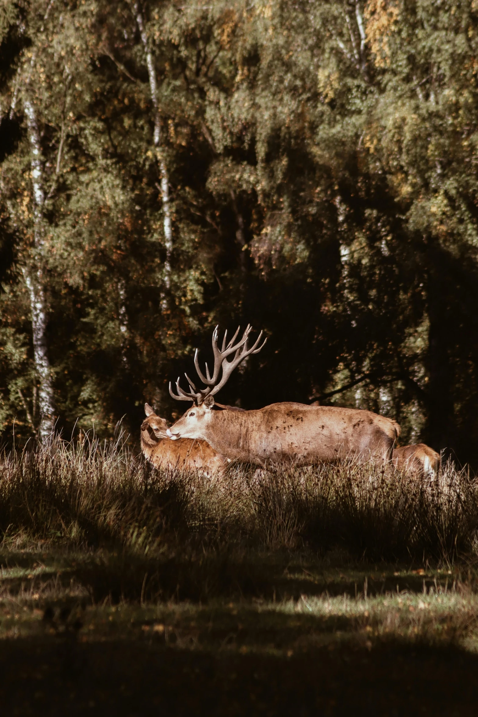 an elk standing on top of a lush green field