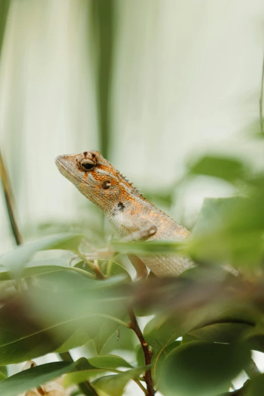 a small lizard in the bushes with its head inside