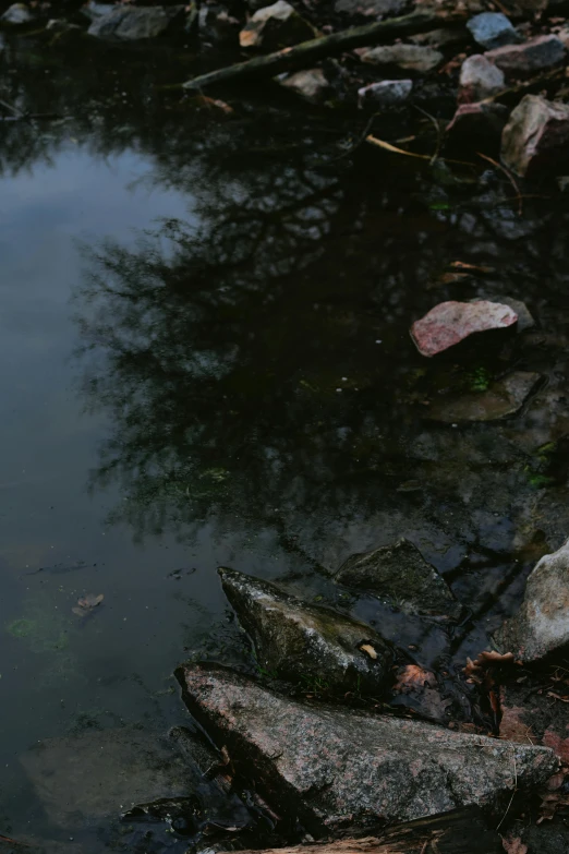 a bird is perched on the rock near the water