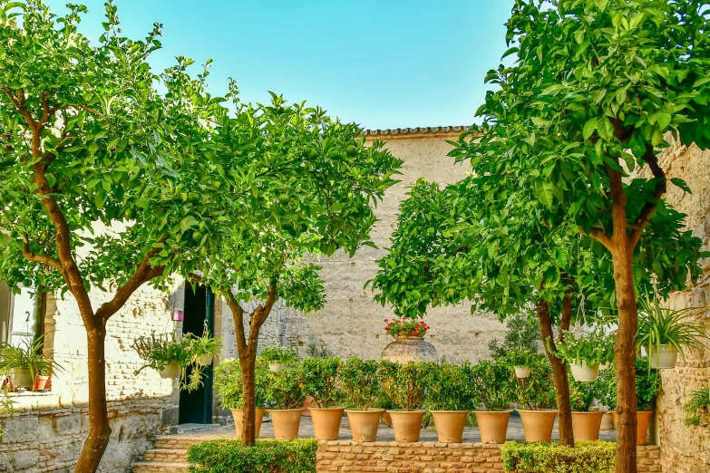 a courtyard surrounded by several trees in large pots