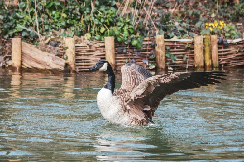 a duck spreading its wings while swimming