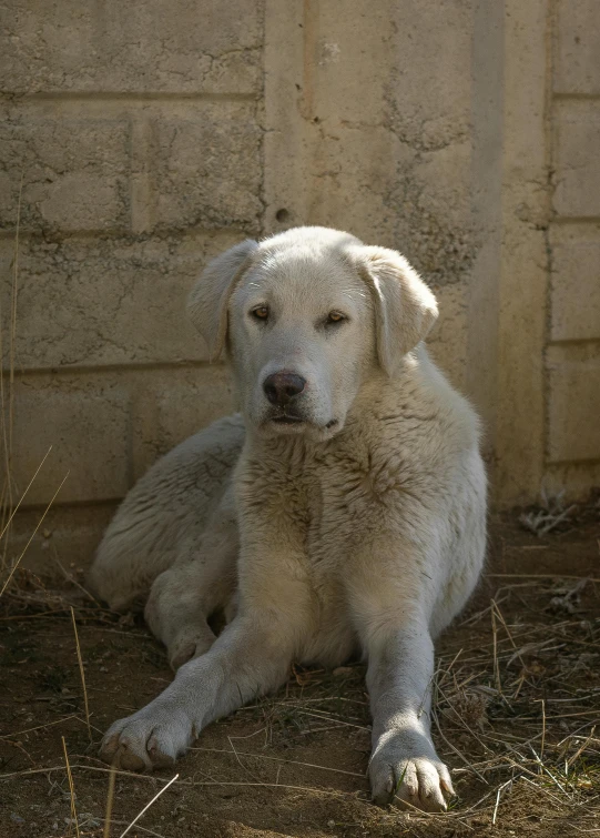 a large white dog sitting in the sun