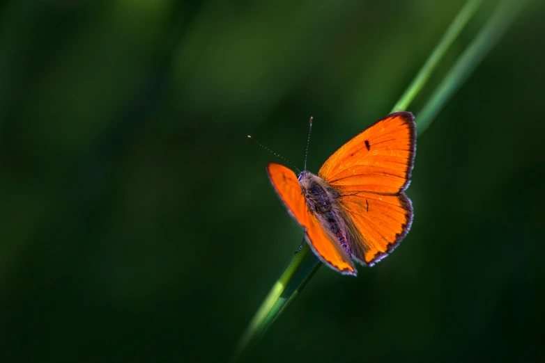 a small orange erfly on a green blade of grass