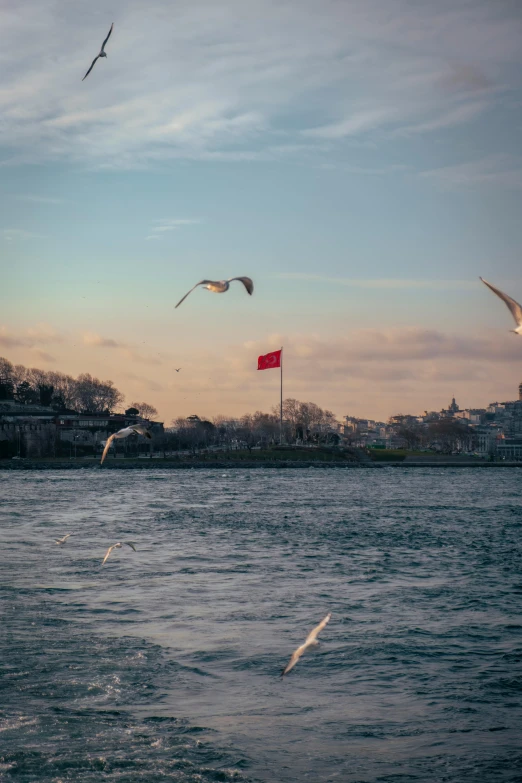 three seagulls flying over a lake with an american flag in the background