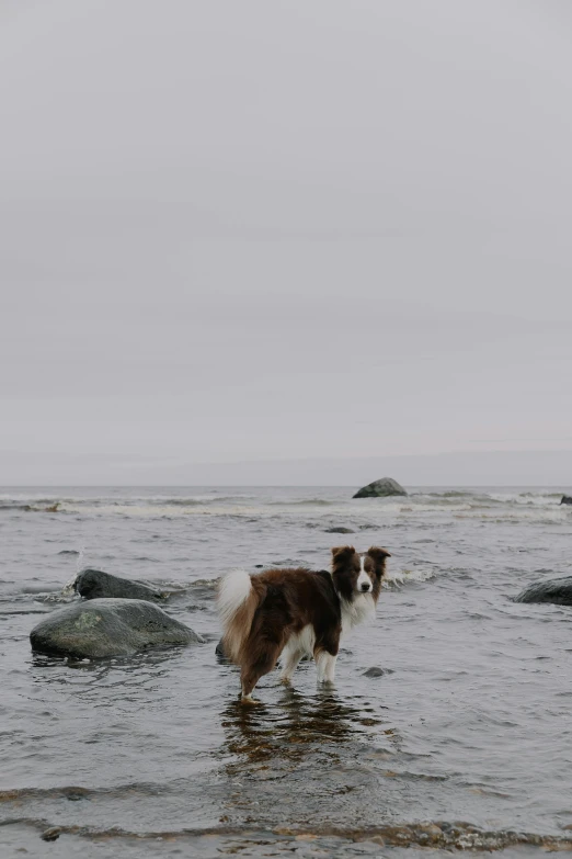 a dog in the water by rocks looking to its right