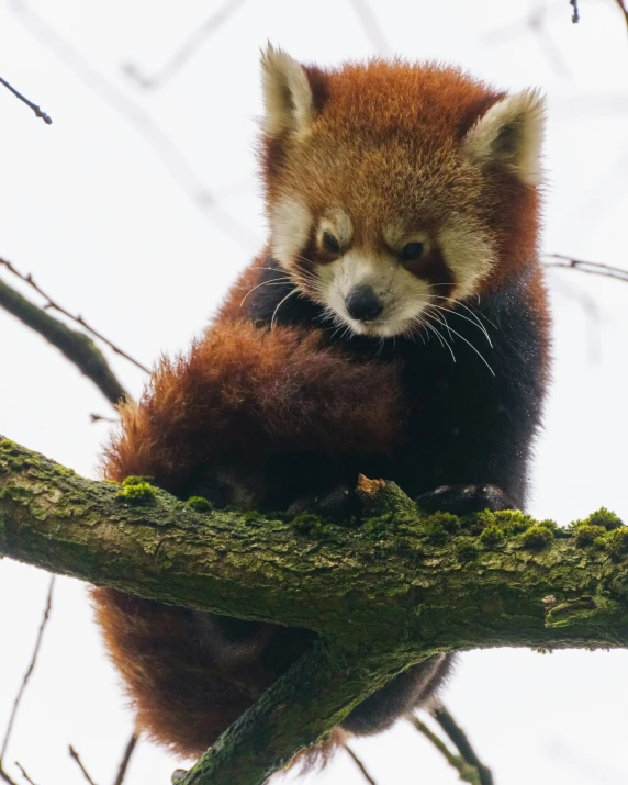 there is a little red panda that is hanging out