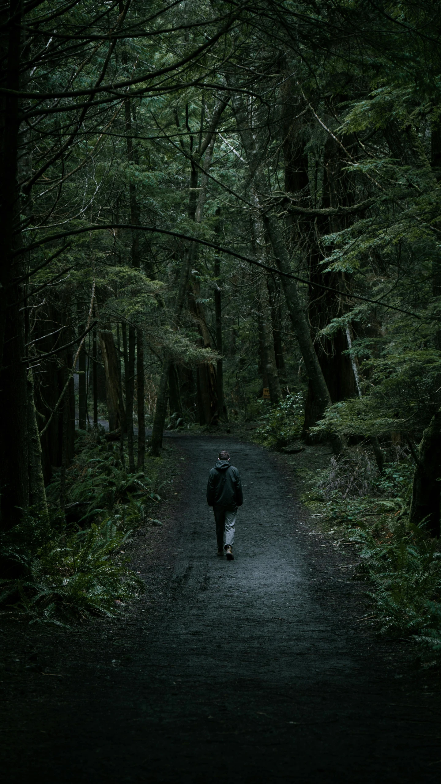 an animal walking through a forest in the dark