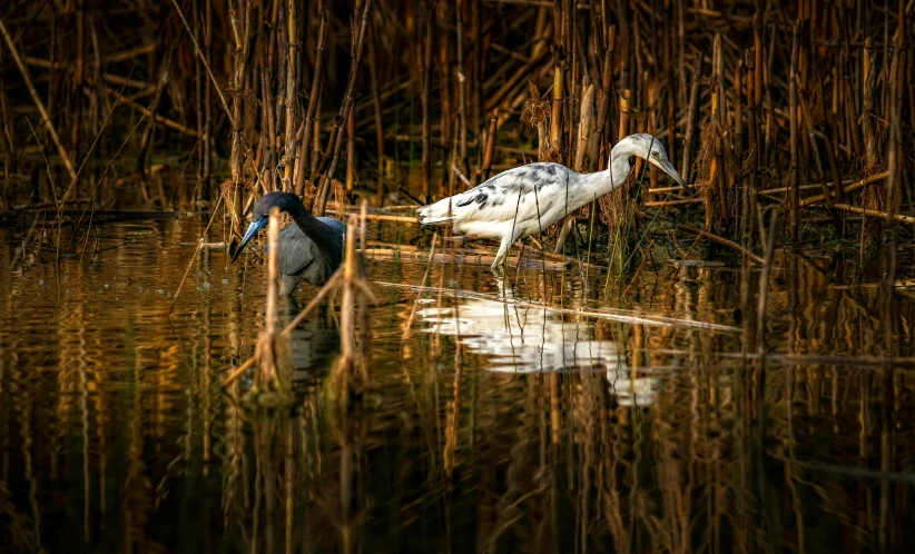 two birds wading in the water together