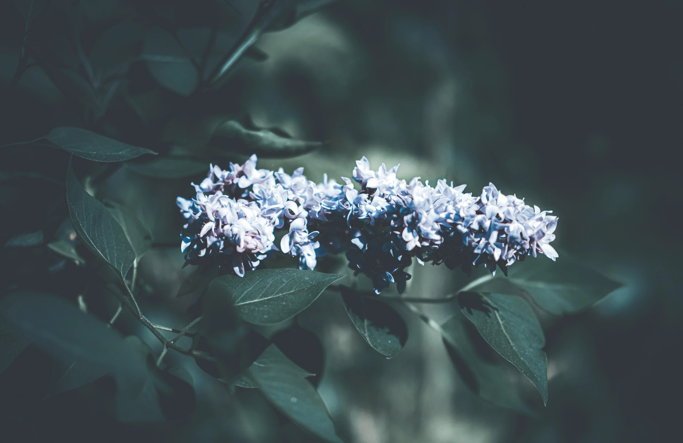 purple flowers with green leaves are in the foreground