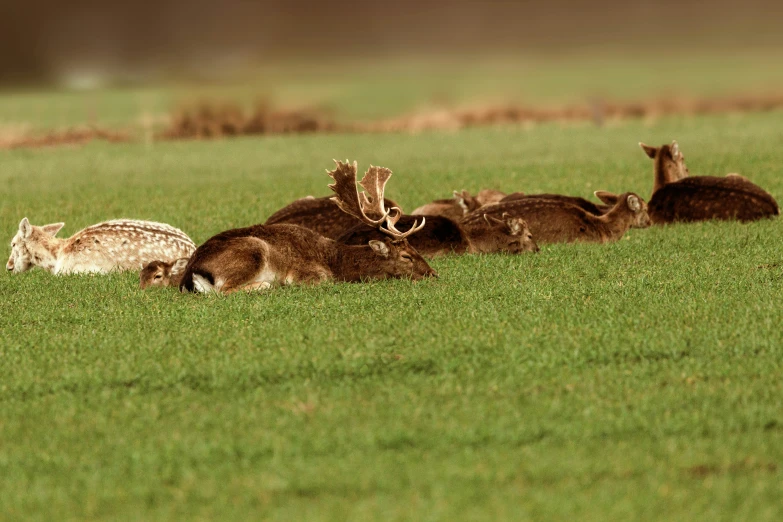 a group of animals are laying in a grassy field