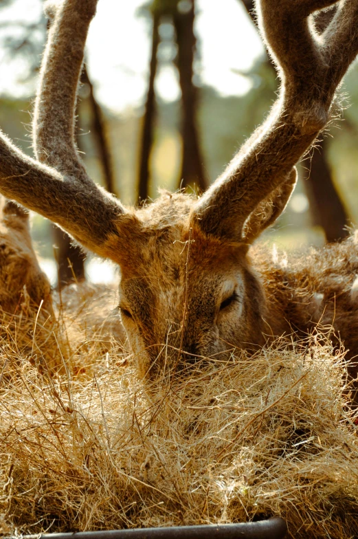 a deer eating grass from the ground