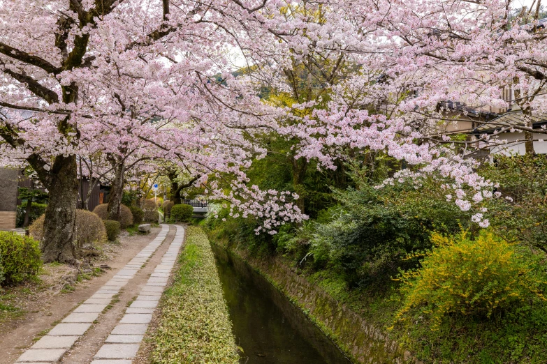 a garden area with a sidewalk and flowers in bloom