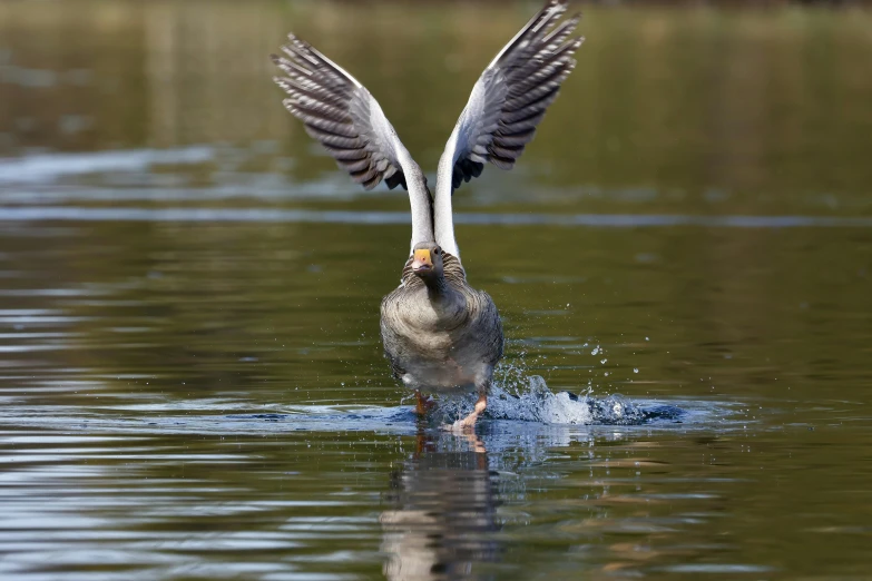 two geese touching beaks as they swim in a lake