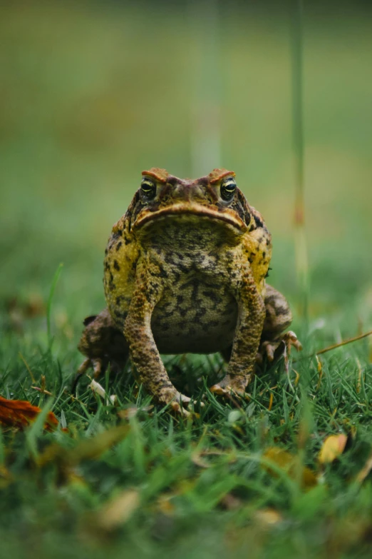 a small frog sitting in a field with grass