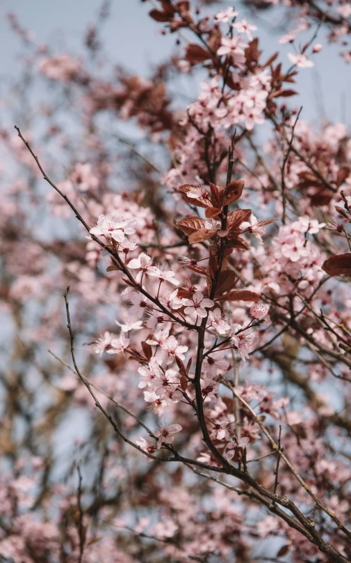 pink flowers are hanging on the nches of trees