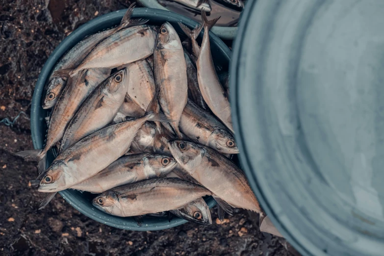 a bucket filled with fish that are on top of dirt