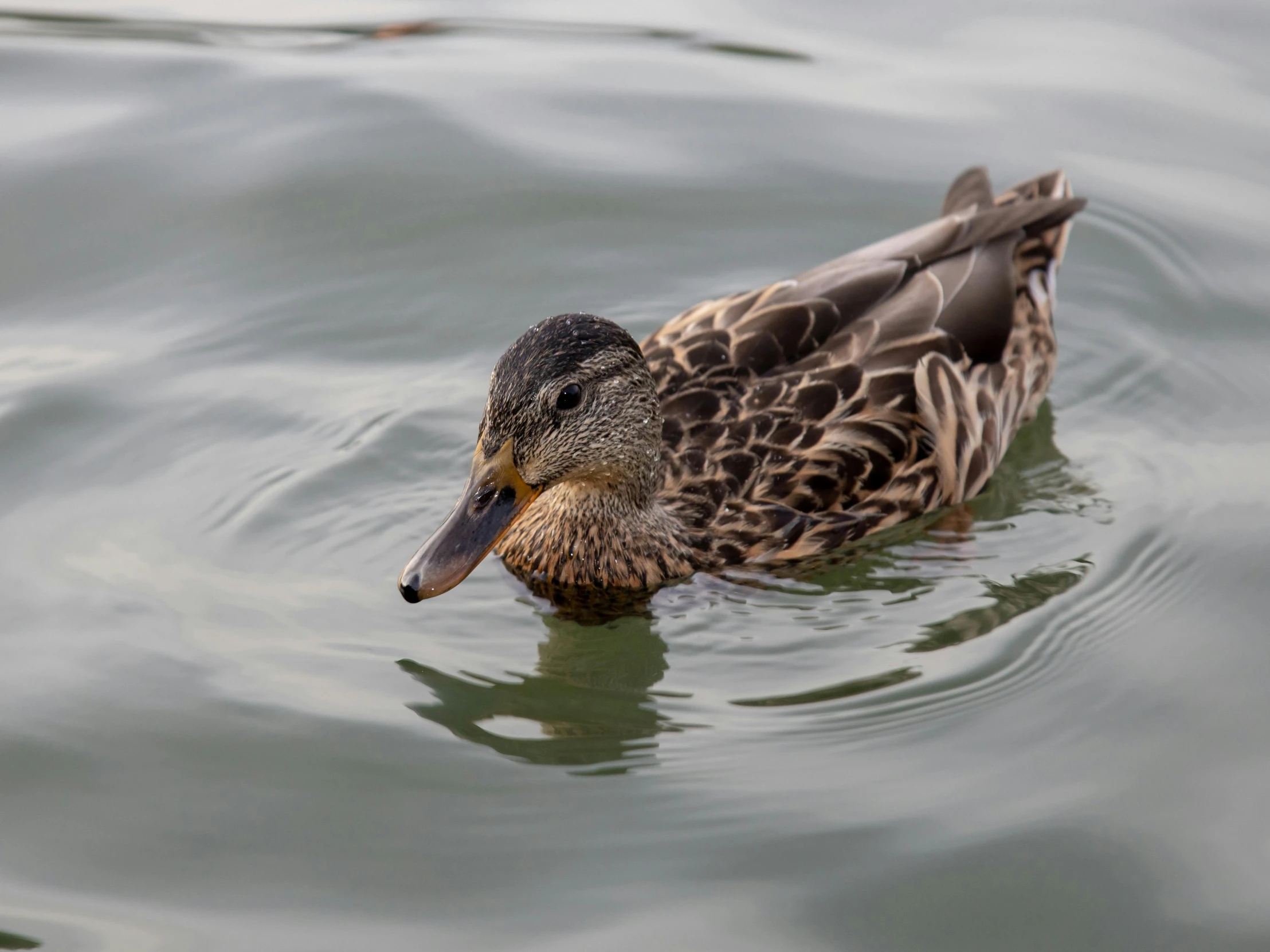 a duck floating in the middle of a lake