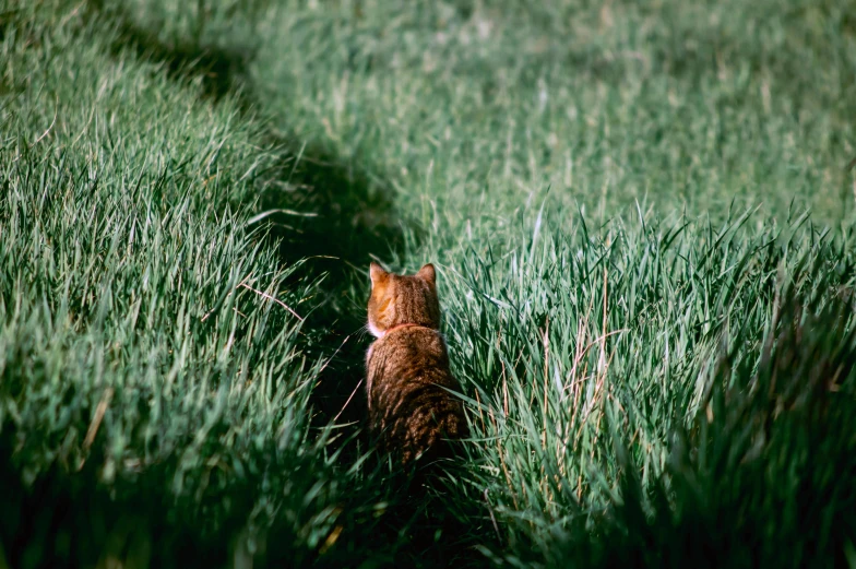 the cat is hiding behind a grass field