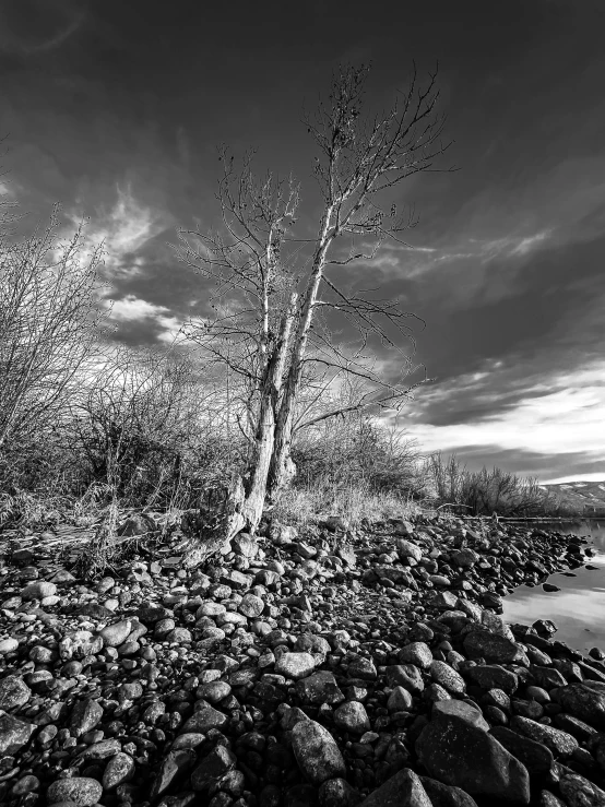 a tree is by the shore of a lake