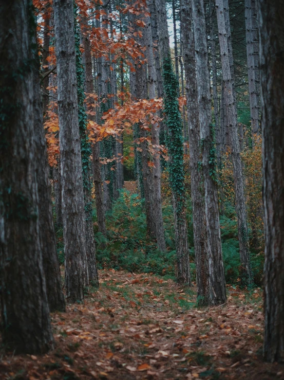 a po taken of the woods in fall
