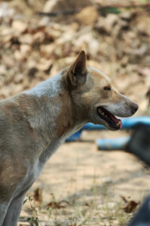 a dingy looking dog sits in the middle of a wooded area