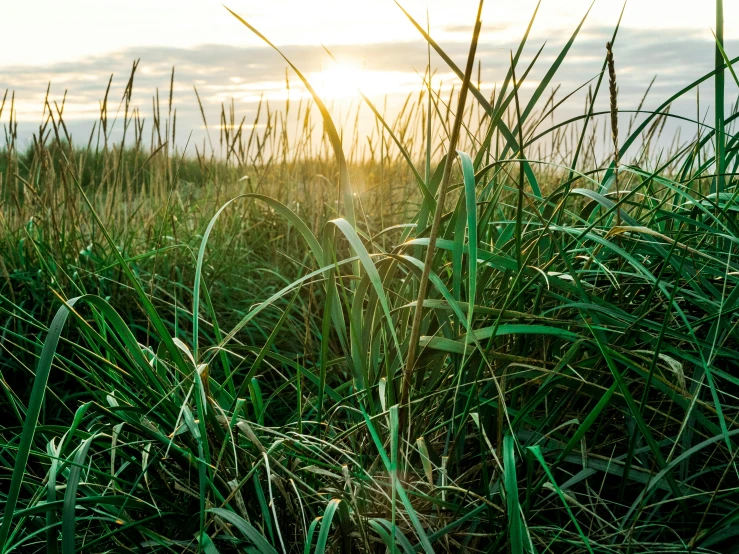 there is a picture of an area with grass and water