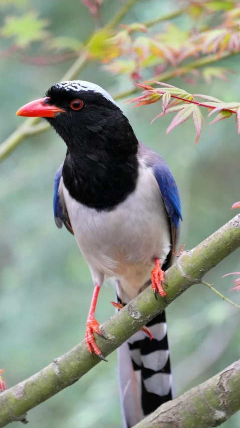 a blue and white bird with red beak on a tree nch