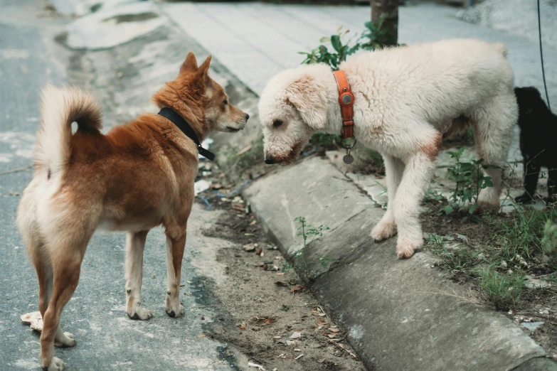 two dogs stand by the sidewalk while one of them is sniffing soing