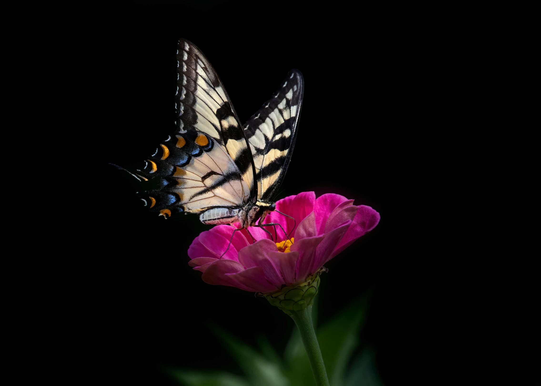 a erfly with black and yellow wings sitting on top of a flower