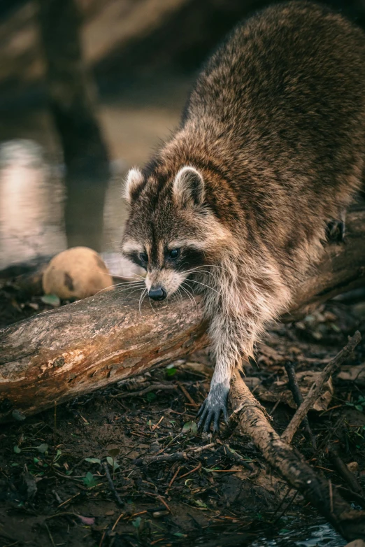 a rac standing on a log looking at soing in the distance