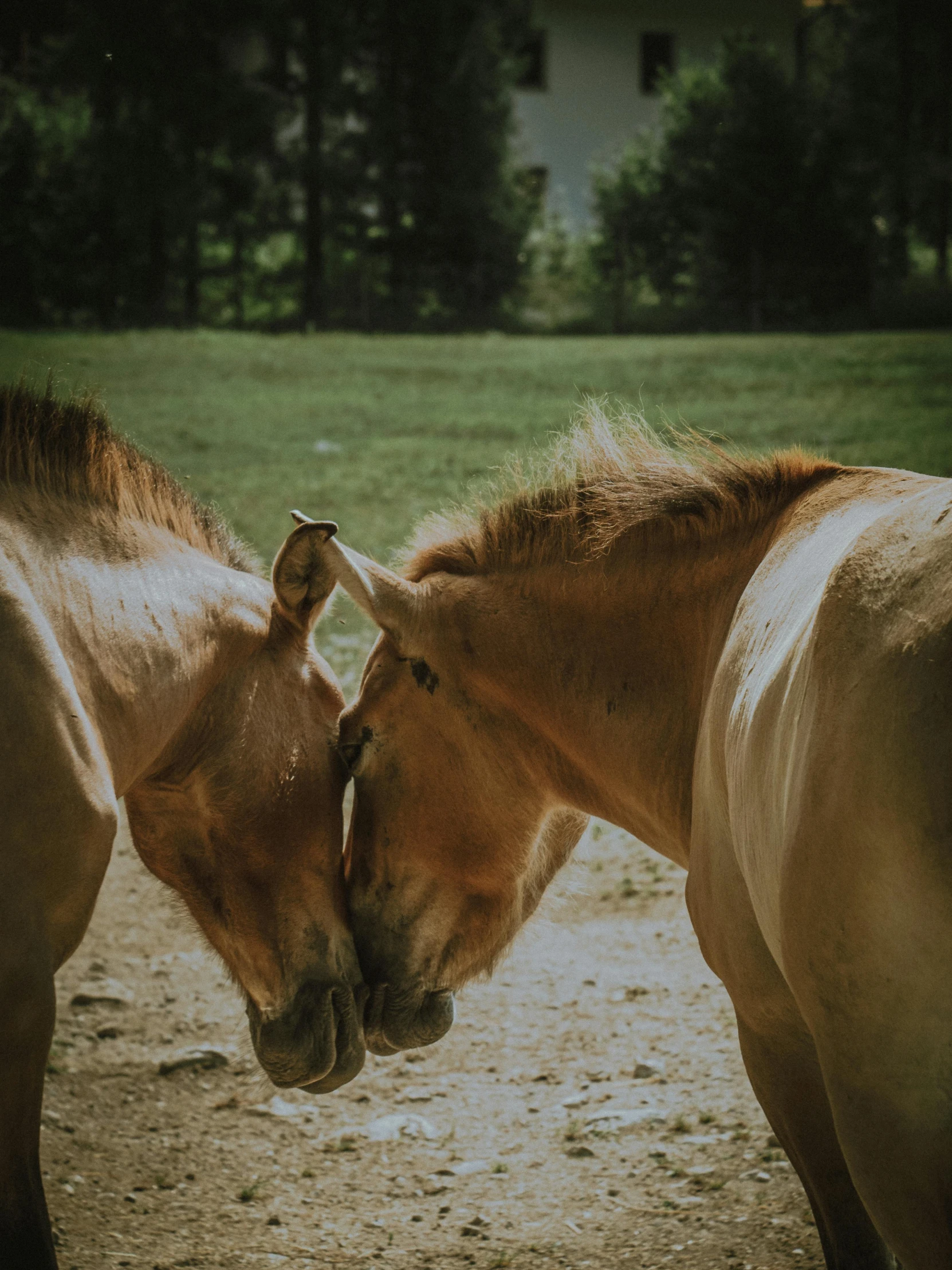 the horses are standing together in a fenced area