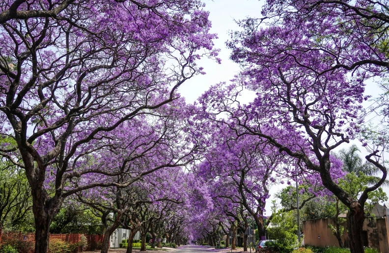 a row of trees with purple blossoms on the sidewalk
