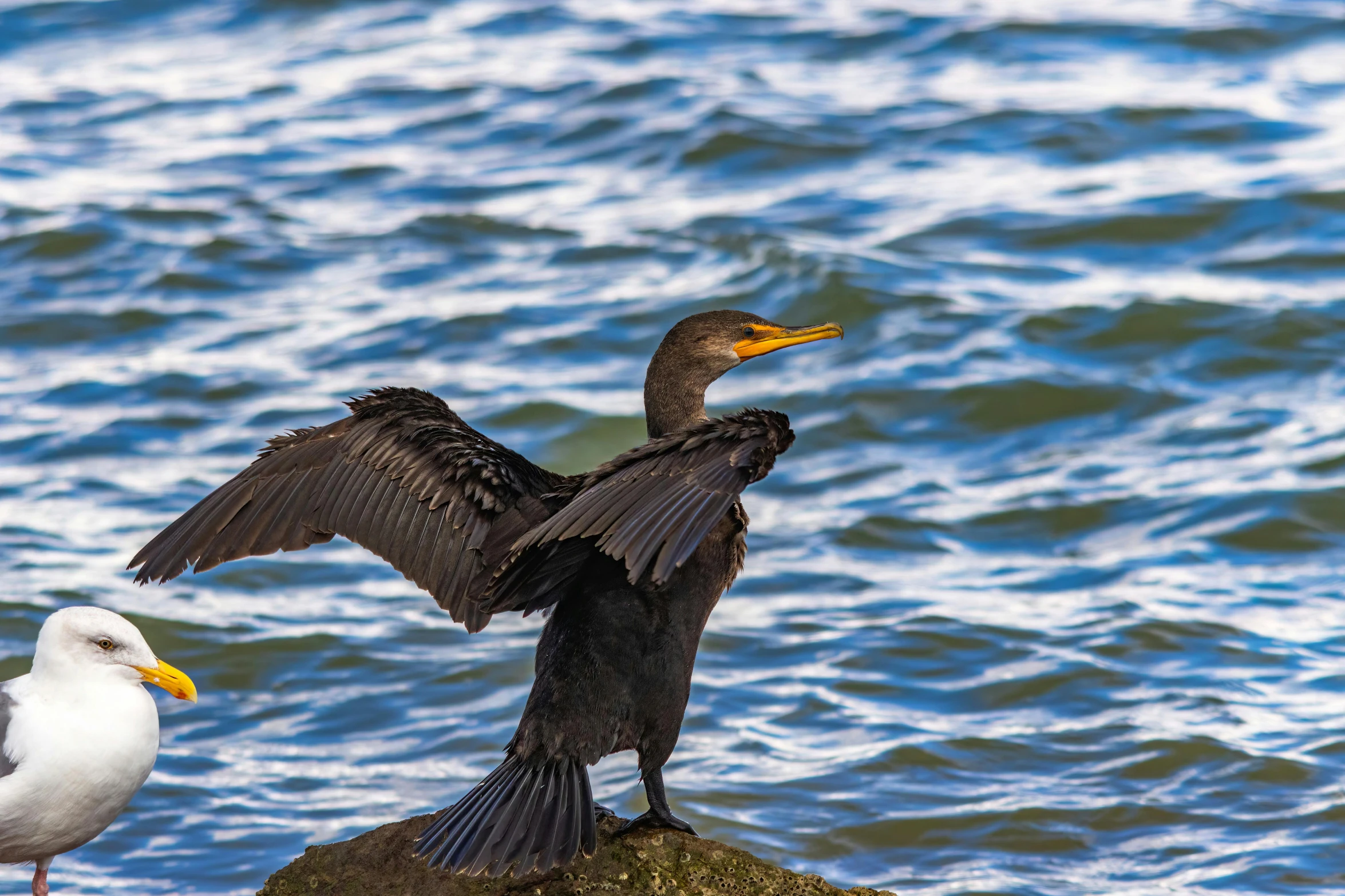 two birds standing on top of a rock near the water