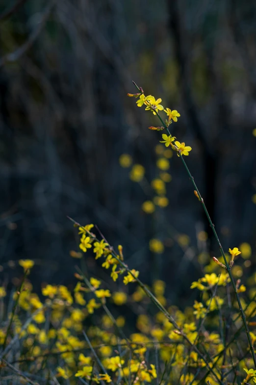 a bush with yellow flowers is in the foreground