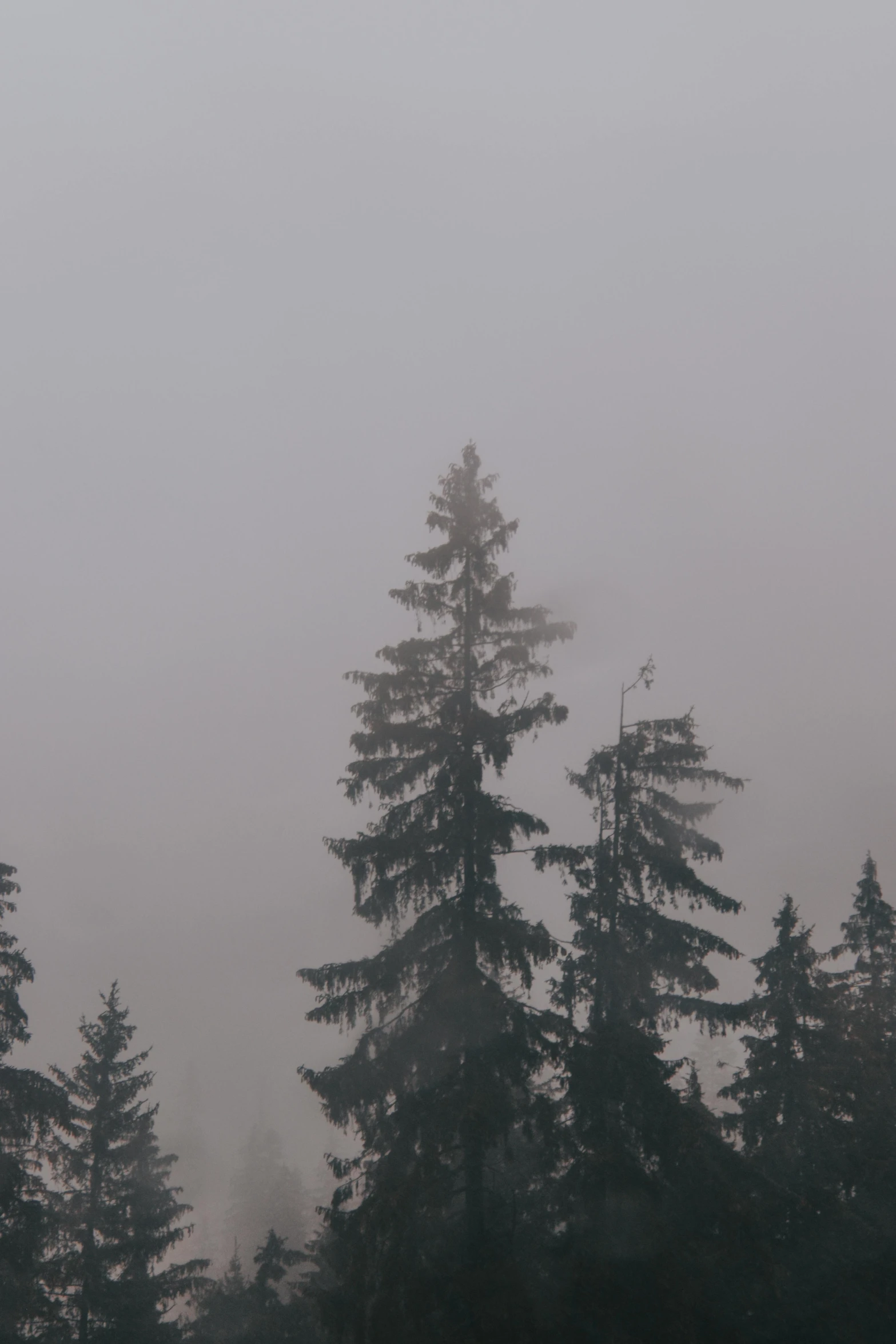 a flock of birds standing in the fog next to a pine tree