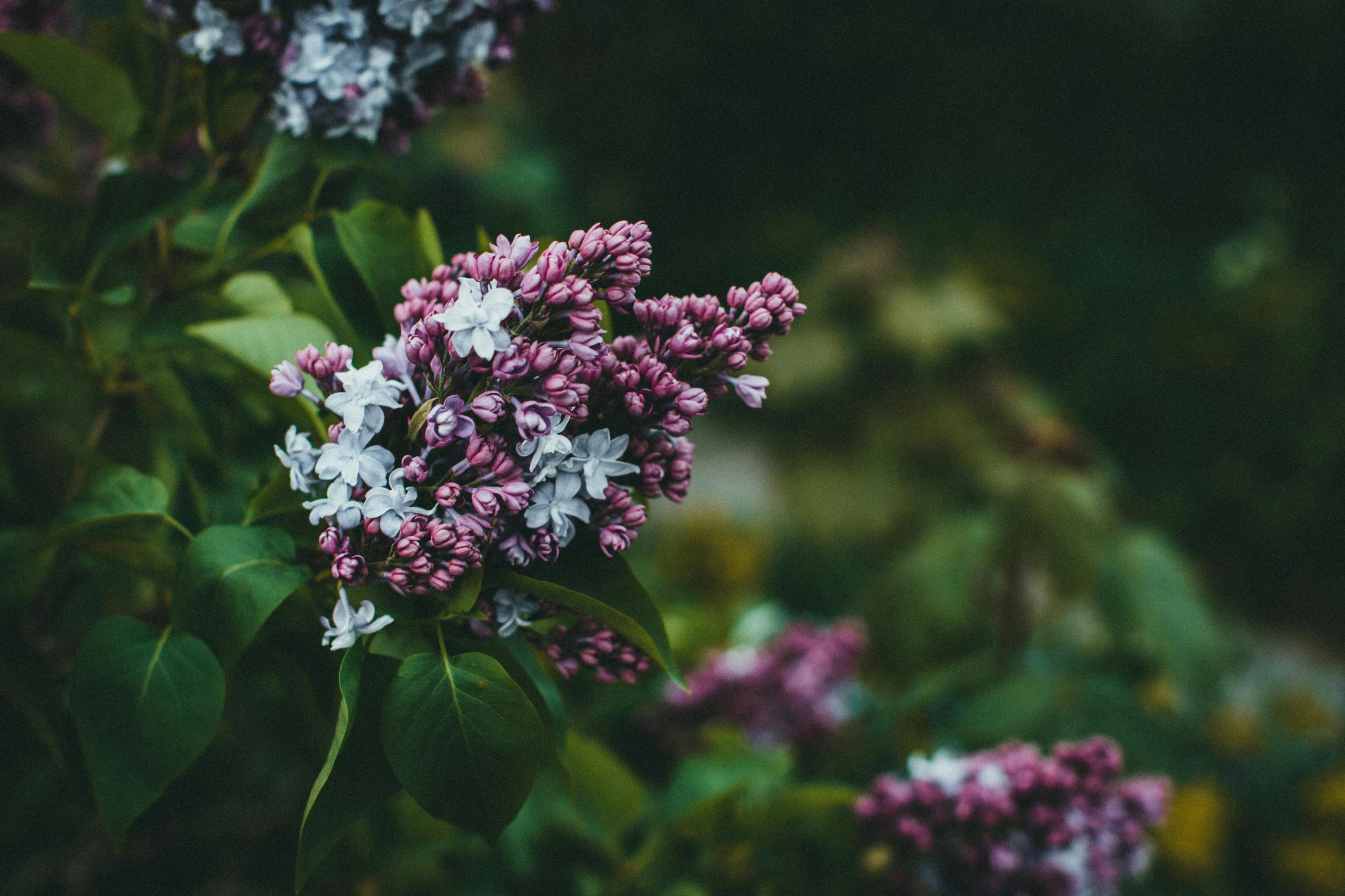 lila flowers bloom in a garden of purple and white