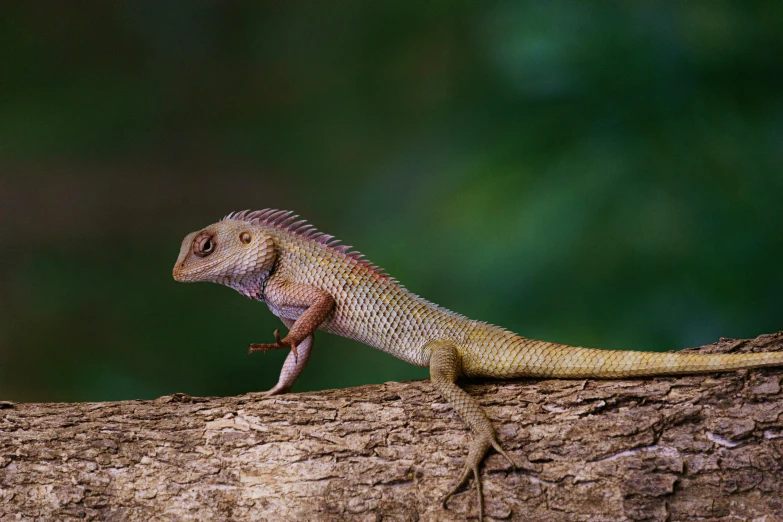 an iguana lizard on a nch in the wild