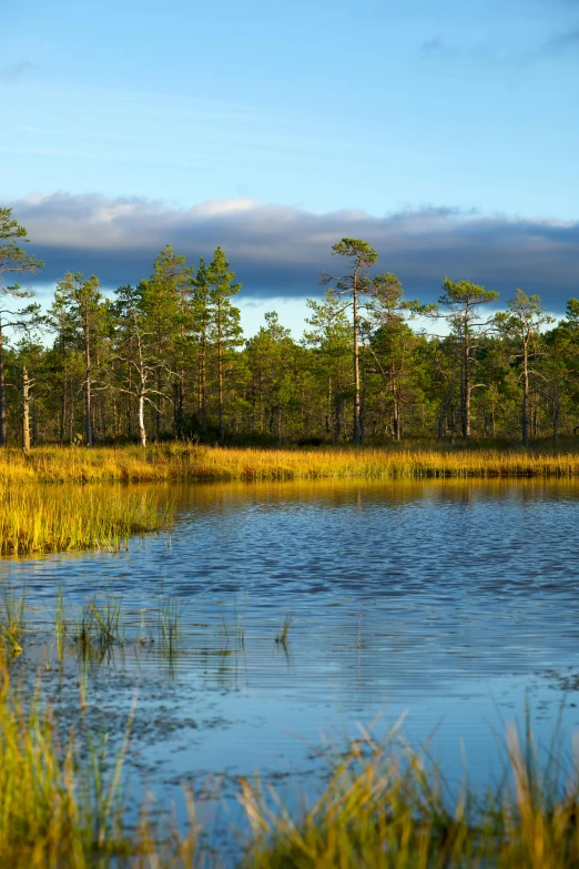 a body of water surrounded by grass and trees