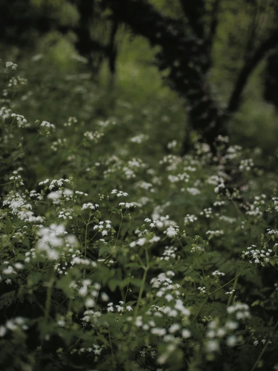 a field of wildflowers in the middle of some trees