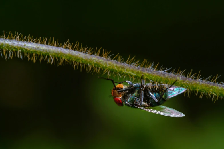 some sort of fly hanging on the side of a plant