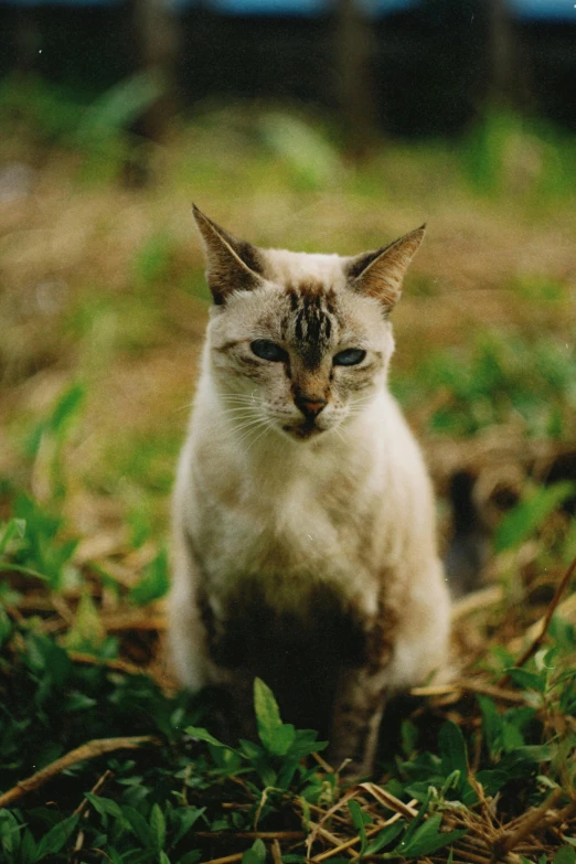 a white and brown cat sitting on the ground