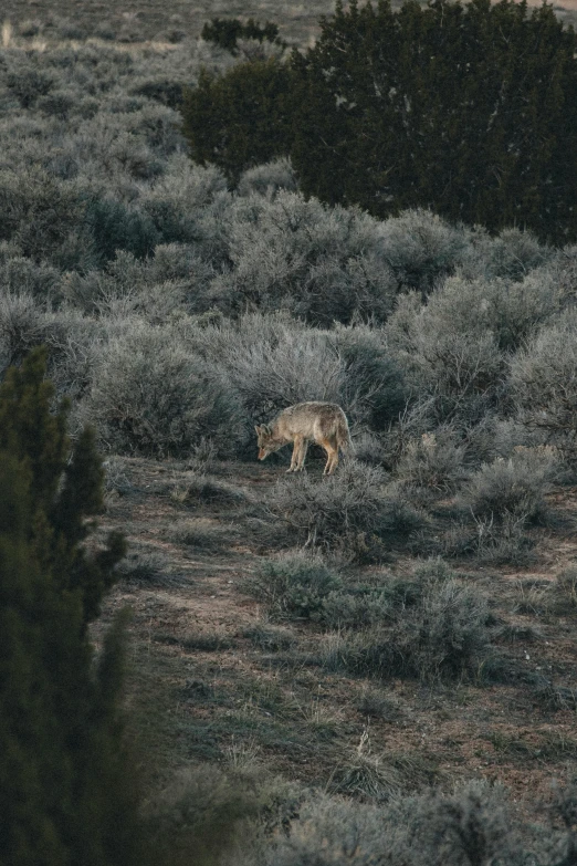 a lone animal in the wild during the day