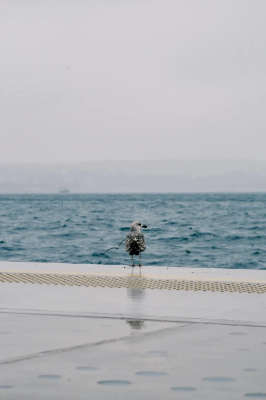 a seagull is standing on the shore with a sky background