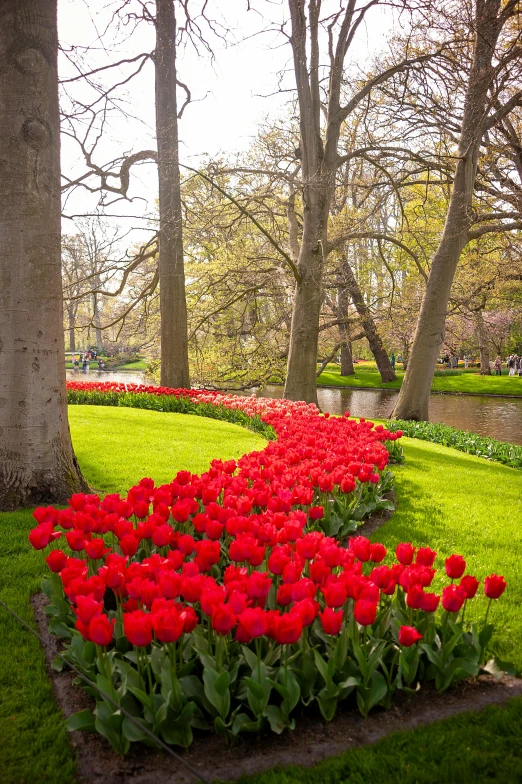 the red flowers in the park are blooming