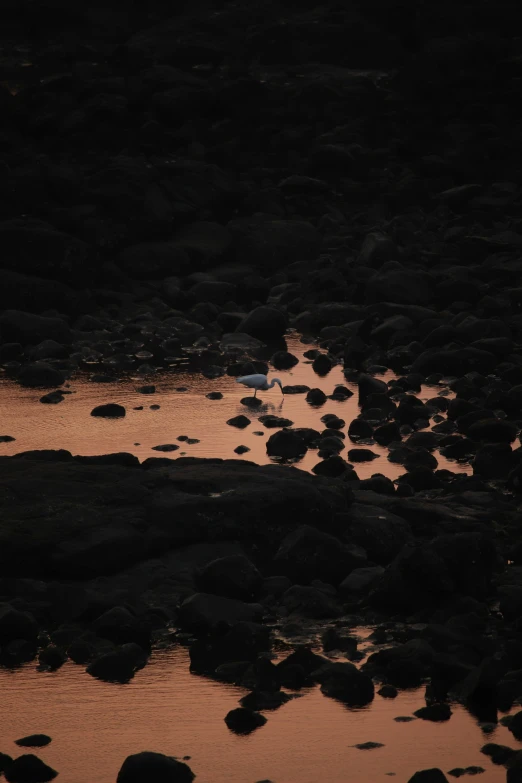 birds are sitting on the rocky beach in the water