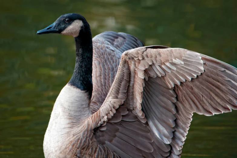 a duck with its wings open sitting on the water