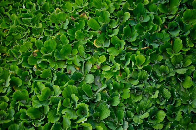 large group of plants on a flat surface