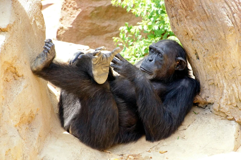 a monkey is chewing on soing with his hands